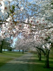 Los cerezos en flor, un espectáculo natural digno de ver.