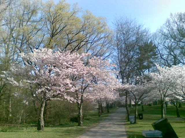 El buen tiempo adelantó los cerezos en flor a abril.